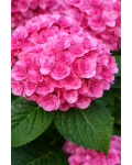 Hydrangea macrophylla You & Me® Love